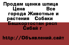 Продам щенка шпица.  › Цена ­ 15 000 - Все города Животные и растения » Собаки   . Башкортостан респ.,Сибай г.